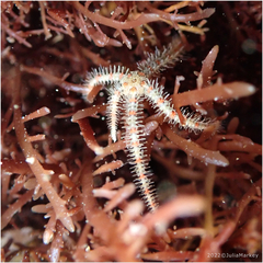 Ophiothrix spiculata