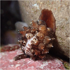 Ophiothrix spiculata