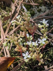 Sedum pusillum