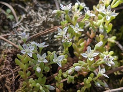 Sedum pusillum