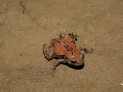 Geobatrachus walkeri