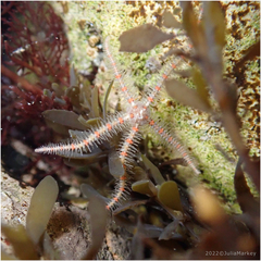 Ophiothrix spiculata