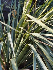 Dasylirion berlandieri