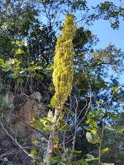 Dasylirion berlandieri