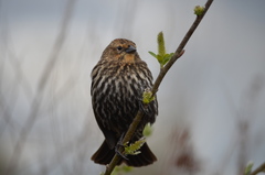 Agelaius phoeniceus caurinus