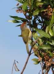 Hylophilus amaurocephalus