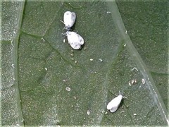 Aleyrodes proletella