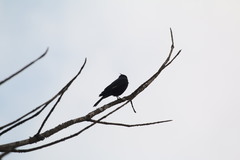 Knipolegus lophotes
