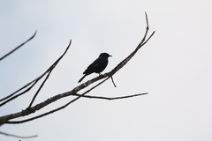 Knipolegus lophotes