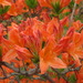 Rhododendron molle japonicum - Photo (c) belvedere04,  זכויות יוצרים חלקיות (CC BY-NC), הועלה על ידי belvedere04