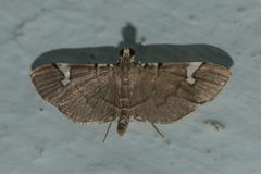 Chalcidoptera appensalis