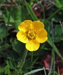 Geum magellanicum