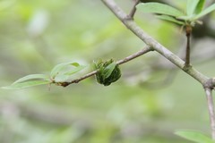 Dryocosmus floridensis