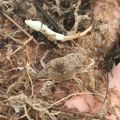 Callinectes similis
