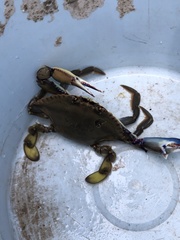 Callinectes bellicosus