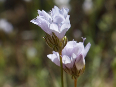 Gilia capitata abrotanifolia