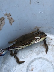 Callinectes bellicosus