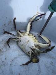 Callinectes bellicosus