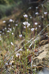 Gilia capitata abrotanifolia
