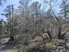Quercus georgiana