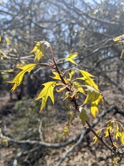 Quercus georgiana