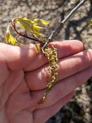 Quercus georgiana