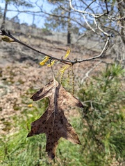 Quercus georgiana