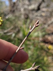 Quercus georgiana