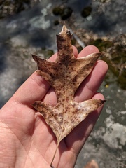 Quercus georgiana