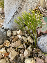 Psilotum