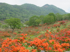 Rhododendron molle japonicum