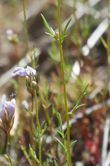 Gilia capitata abrotanifolia