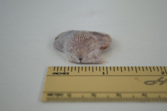 Laevichlamys