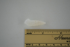 Cerithium columna