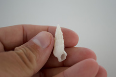 Cerithium columna