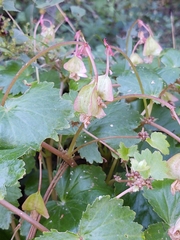Begonia uniflora