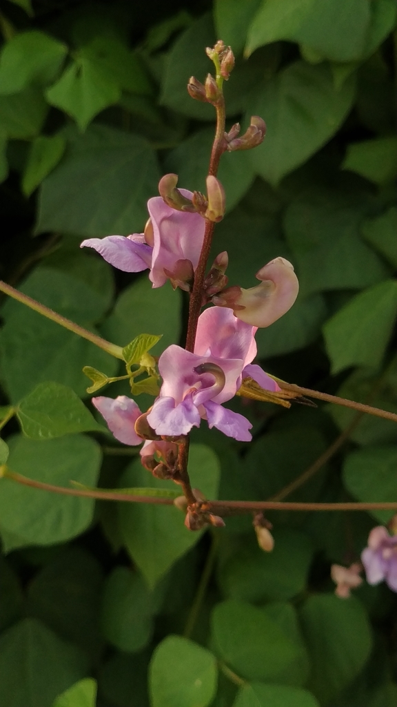 Vigna halophila