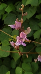 Vigna halophila