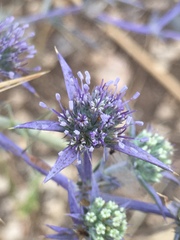 Eryngium creticum