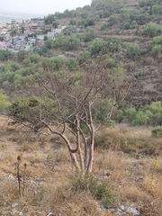 Bursera cuneata