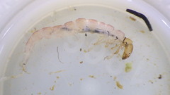 Polycentropus