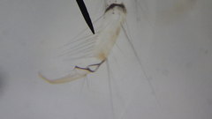 Polycentropus
