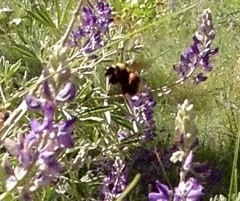 Bombus melanopygus