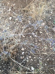 Eryngium creticum