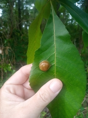 Phylloxera caryaescissa