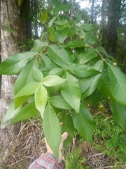 Phylloxera caryaescissa