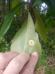Phylloxera caryaescissa