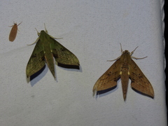 Xylophanes colombiana