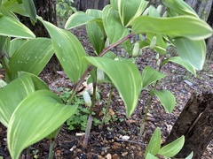 Polygonatum odoratum pluriflorum