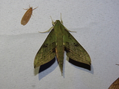 Xylophanes colombiana